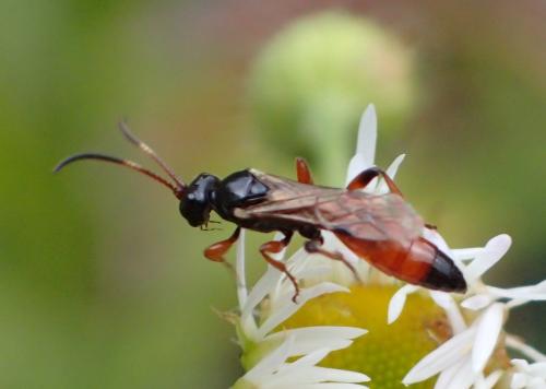 Réf. 263 905 : Colpognathus celerator